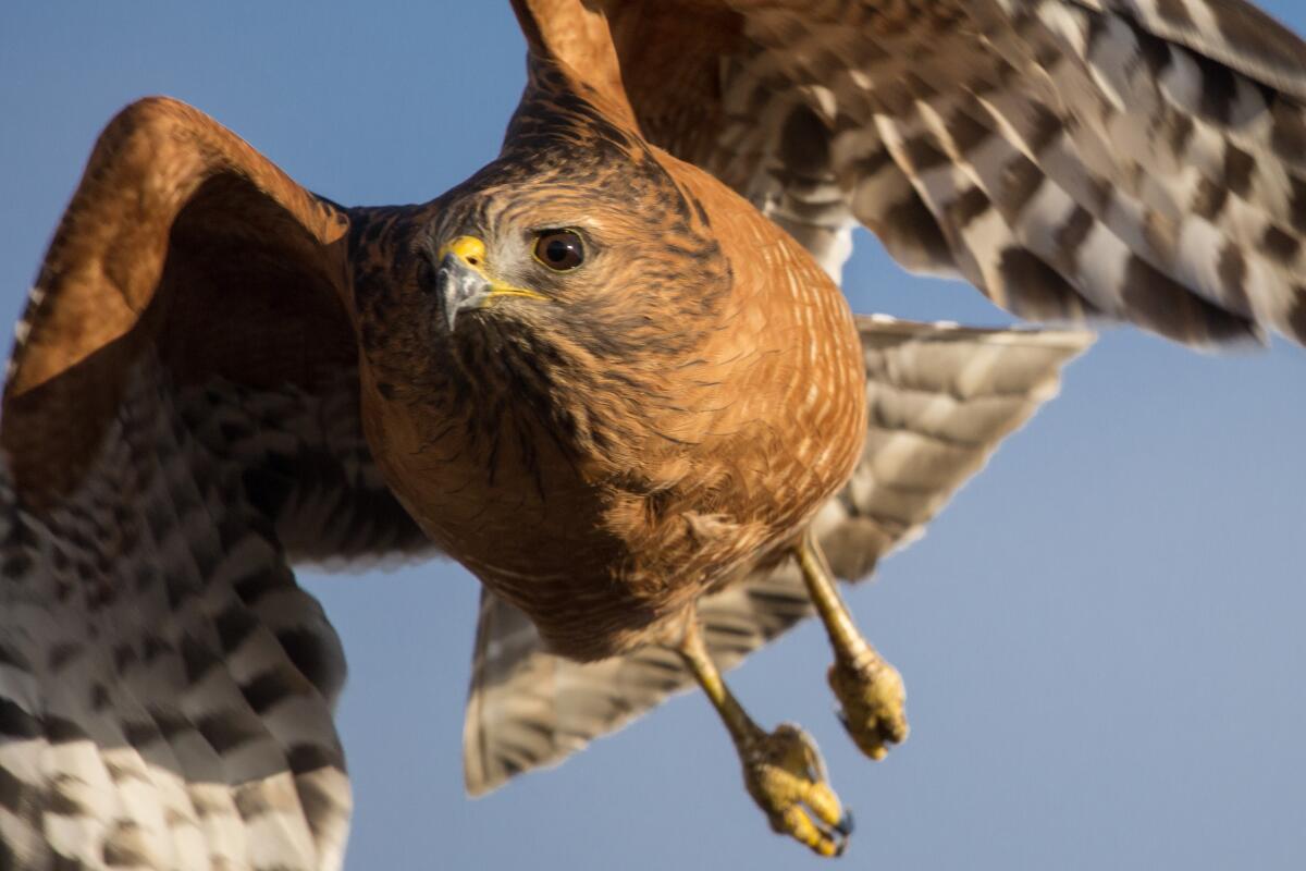 Red-shouldered hawk in flight, Morro Bay.