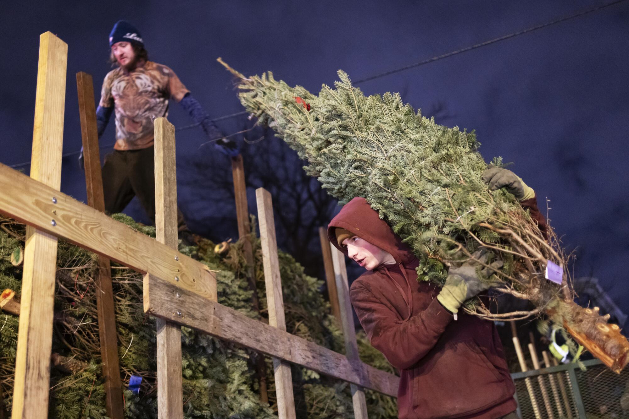 A teenage boy hauls a Christmas tree over his shoulder as a man stands on top of a pile of trees in a truck bed.