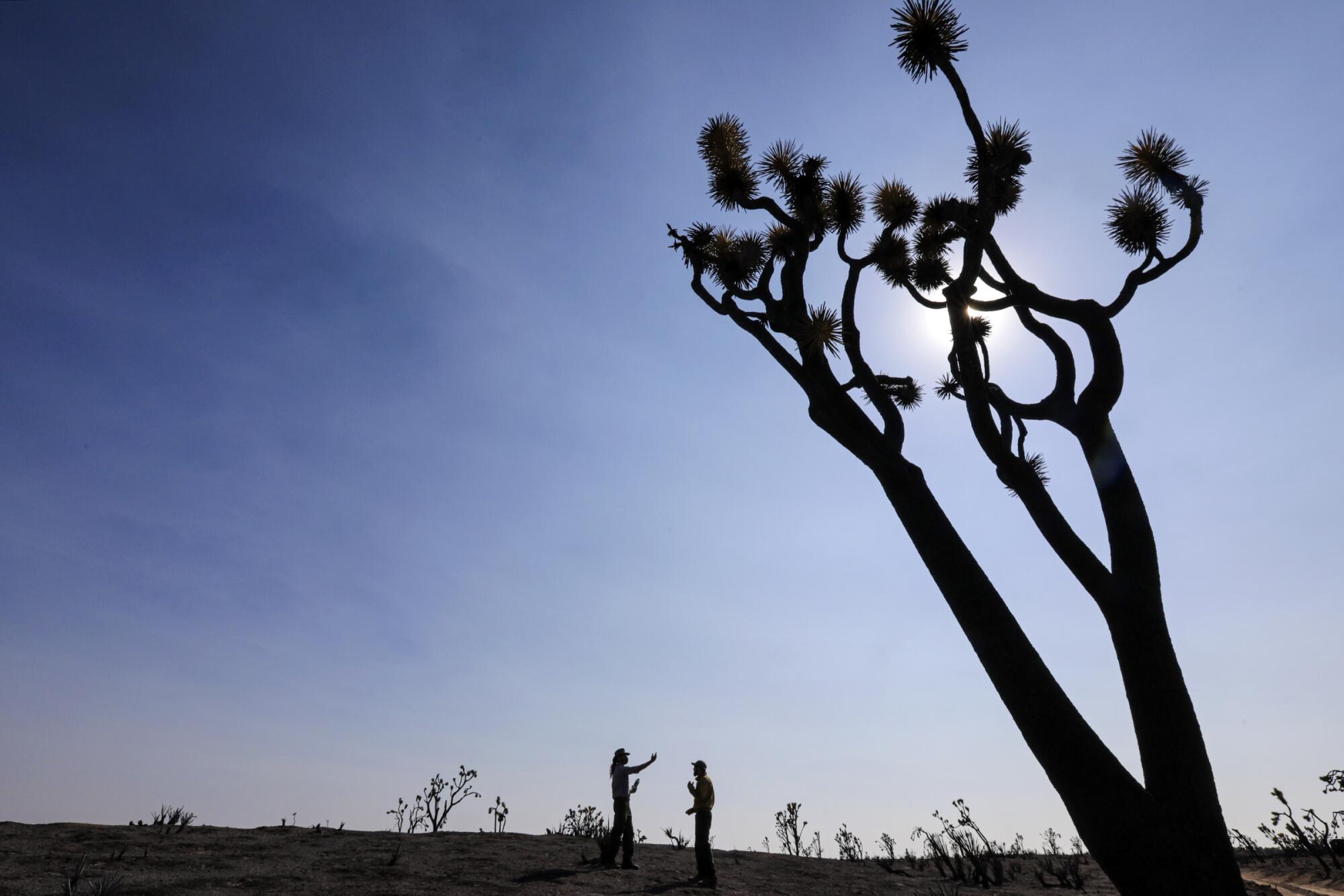  Drew Kaiser and  J.T. Sohr  stand near a blackened  Joshua tree on Cima Dome in the Mojave National Preserve.