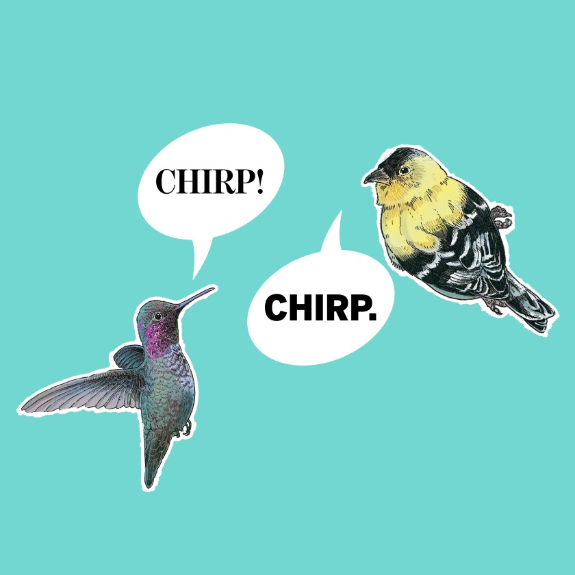 Illustration of two birds chirping at each other