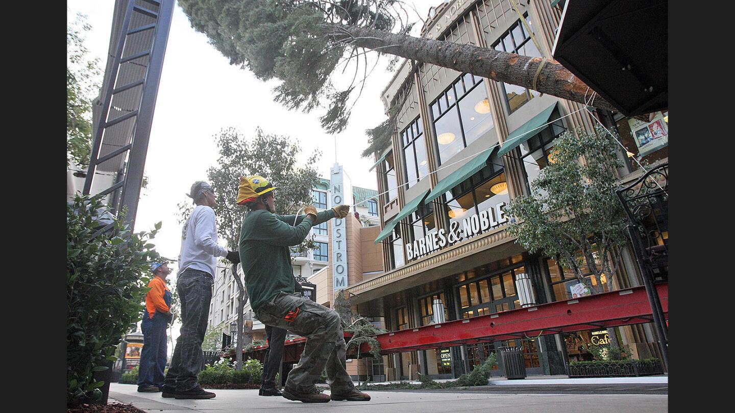 Photo Gallery: 100-foot, 13,000-pound tree delivered to Americana at Brand