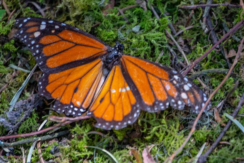 LA MESA, ESTADO DE MEXICO -- THURSDAY, FEBRUARY 21, 2019: A Monarch butterflies on the ground in the Monarch Butterfly Biosphere Reserve, a national park about 60 miles north of Mexico City near La Mesa, Estado de Mexico, on Feb. 21, 2019. (Brian van der Brug / Los Angeles Times)