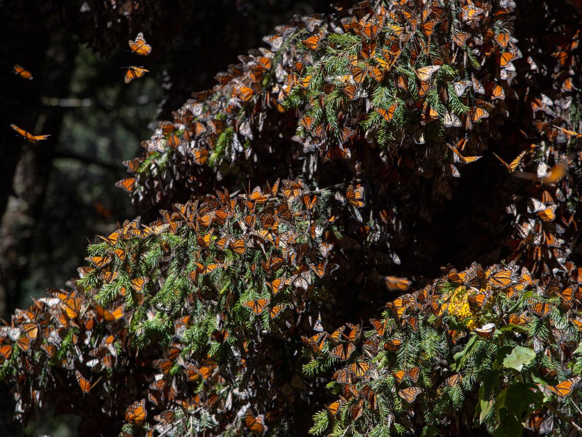 Thousands of monarch butterflies cluster on the oyamel firs that tower in and around the Monarch Butterfly Biosphere Reserve in Mexico. (Brian van der Brug / Los Angeles Times)