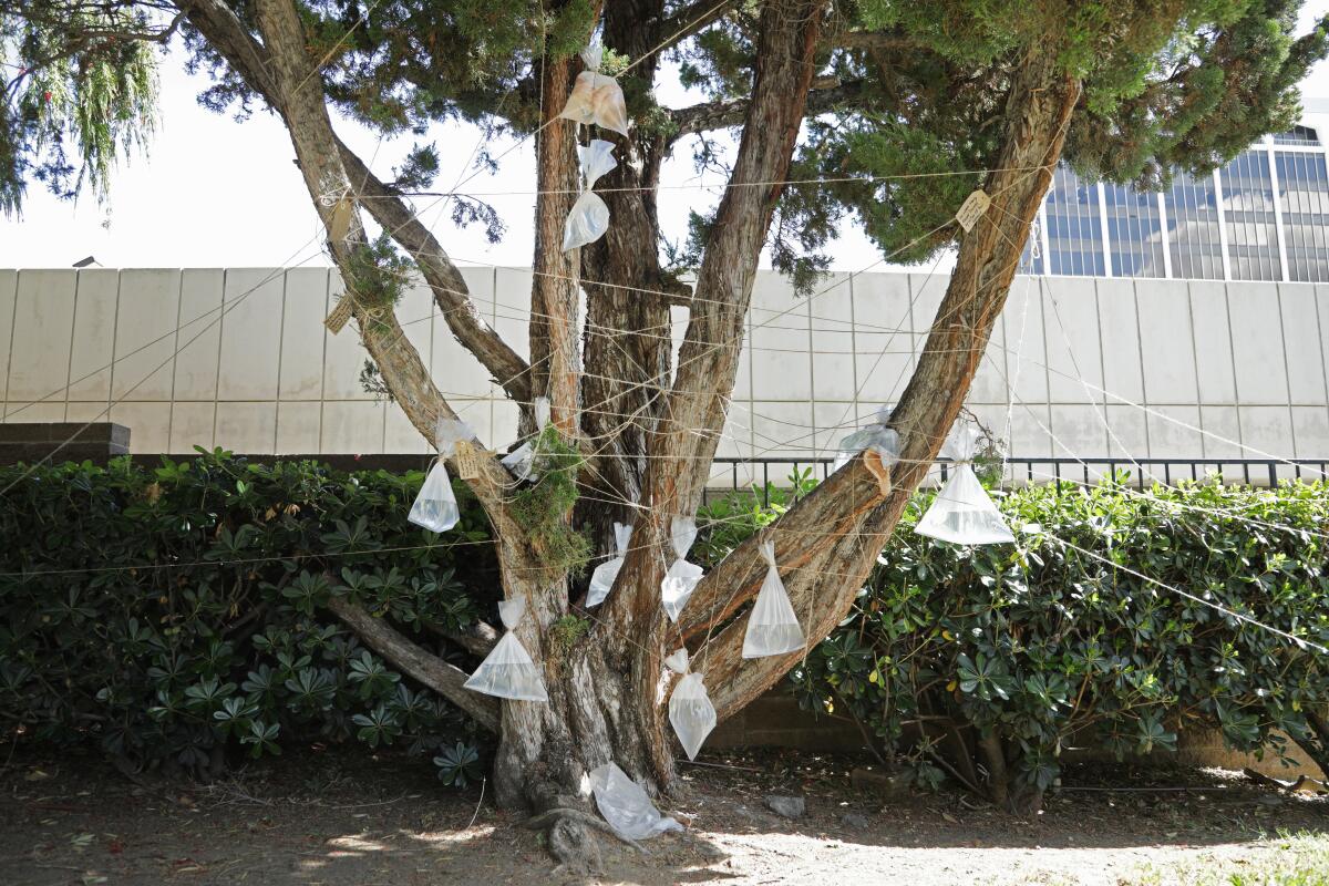 Labkhand Olfatmanesh's "Cycle (Baby Maybe)" ties water-filled bags, one holding a baby doll, to a Sherman Oaks tree.
