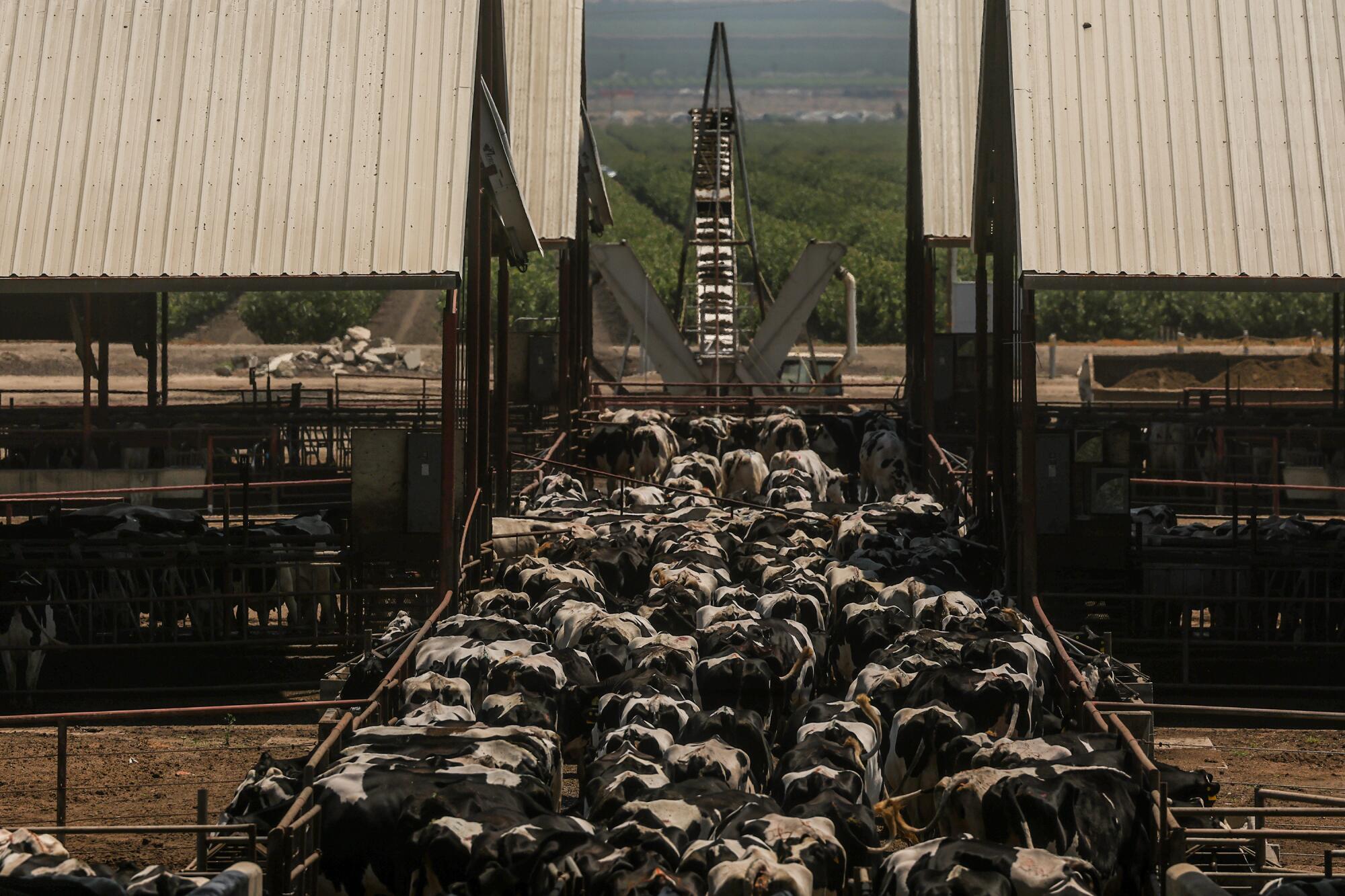 Cows head to covered pens after milking. 