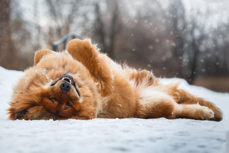 Dogs In The Winter Winter Dog Breeds: 10 Dogs Built for Cold Weather - Los Angeles Times