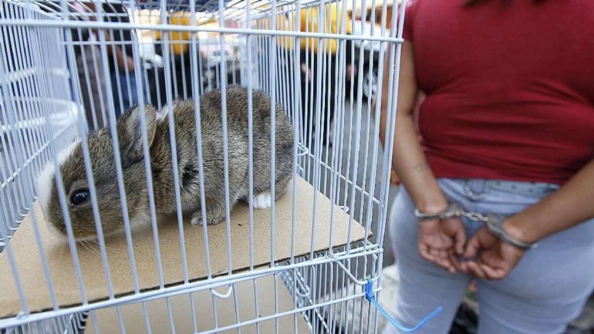 Let S Get Illegal Vendors Of Bunnies And Turtles Off L A S Streets Los Angeles Times