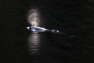 Una cría de orca de dos años nada en Little Espinosa Inlet, cerca de Zeballos, Columbia Británica, el viernes 19 de abril de 2024. (Chad Hipolito/The Canadian Press via AP)