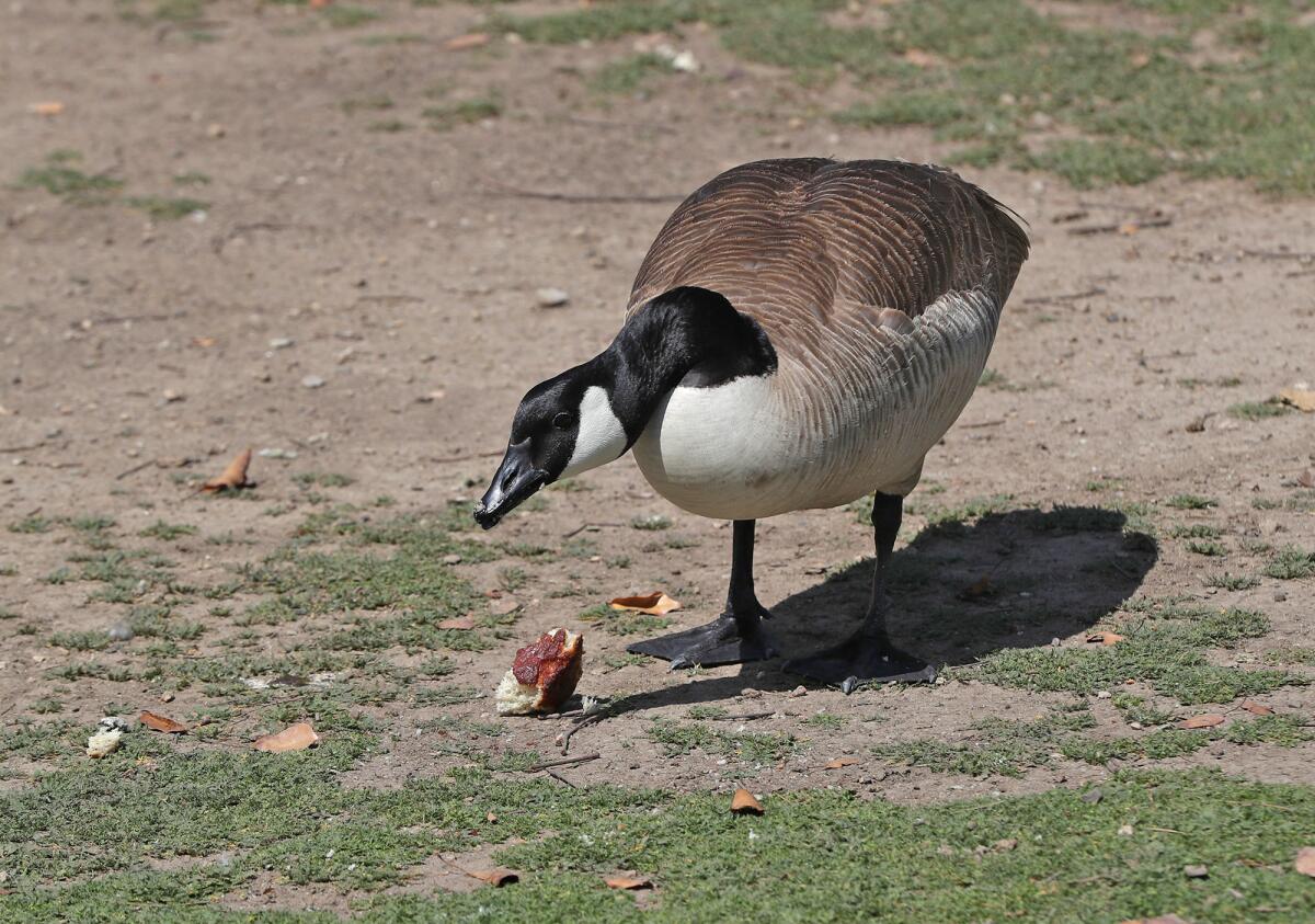 A goose finds a chunk of bread left near the pond at TeWinkle Park on Tuesday. 