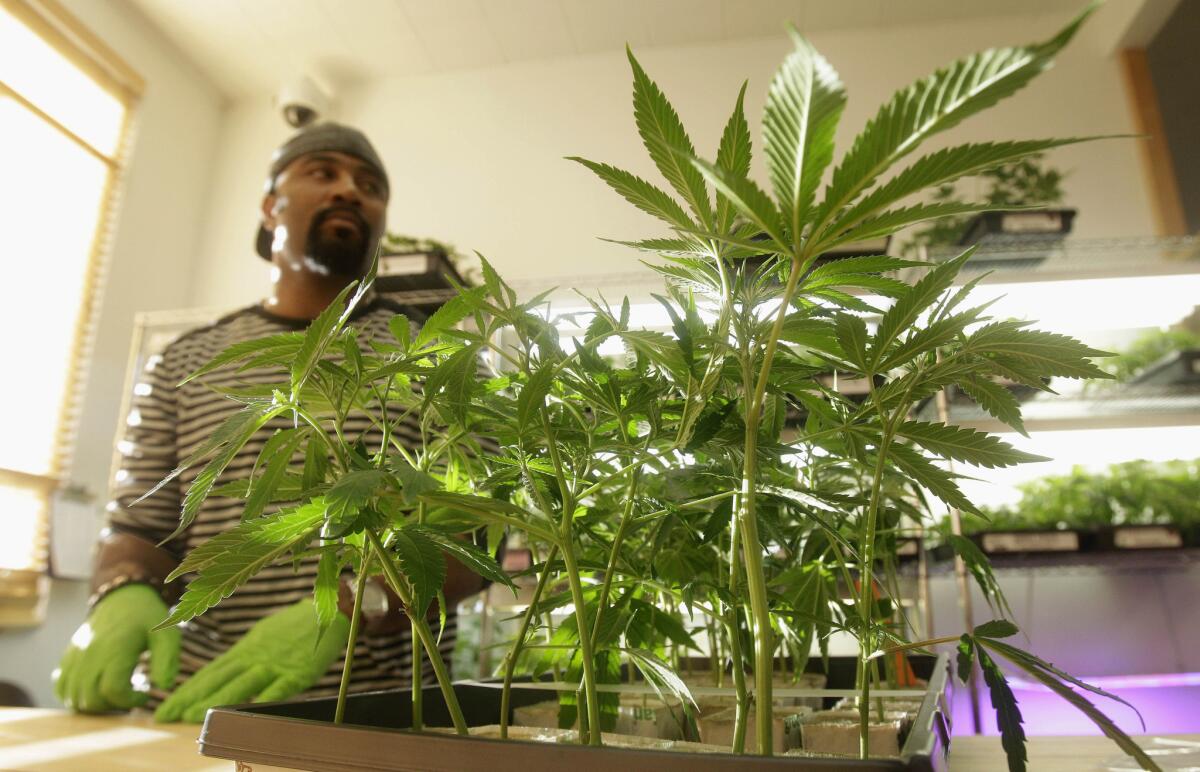 In this Feb. 1, 2011 photo, Harborside Health Center employee Gerard Barber stands behind medical marijuana clone plants at Harborside Health Center in Oakland. A California lawmaker has introduced legislation to regulate the state's free-wheeling medical marijuana industry.