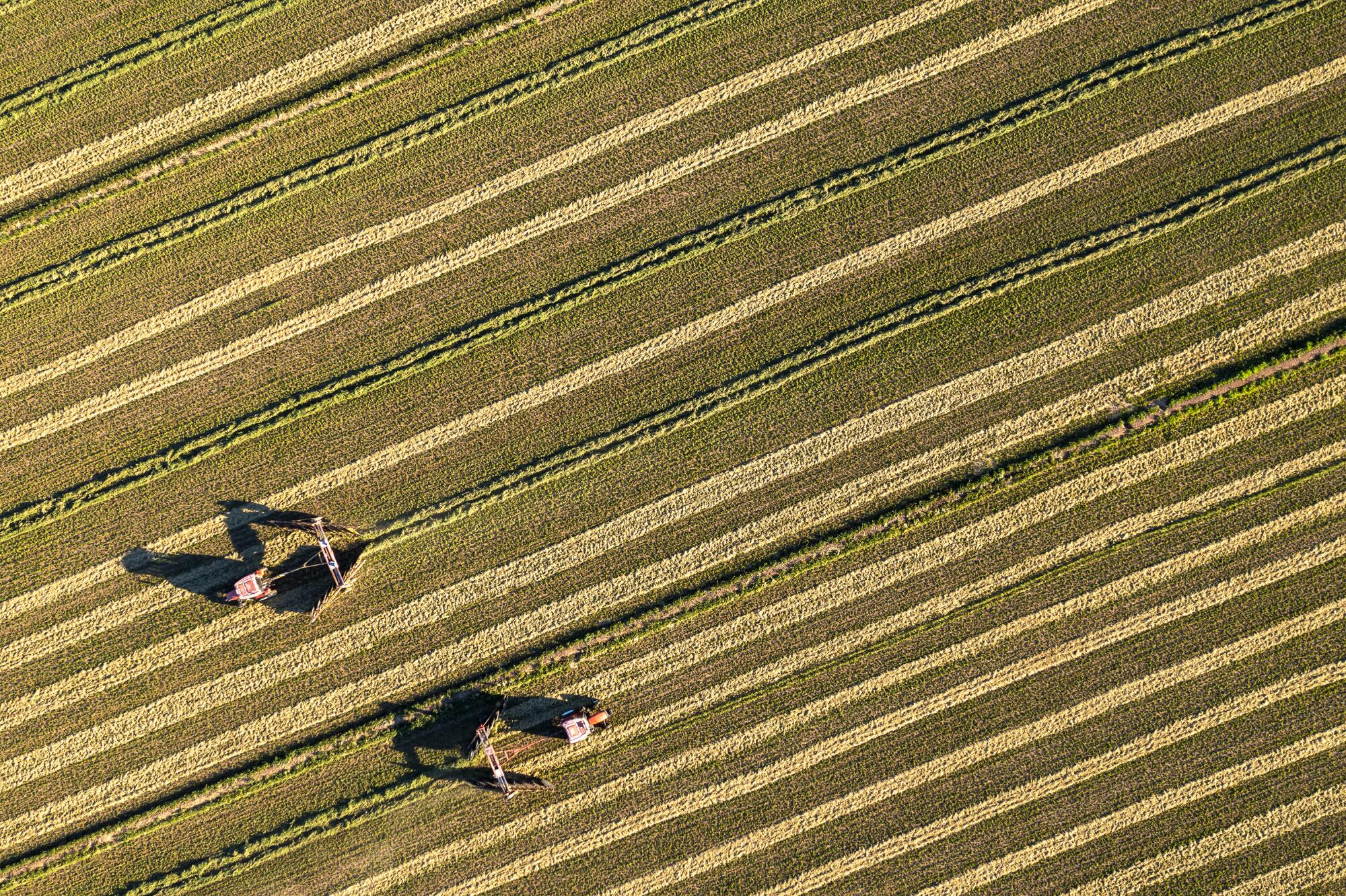 An aerial view of farm machinery harvesting alfalfa.