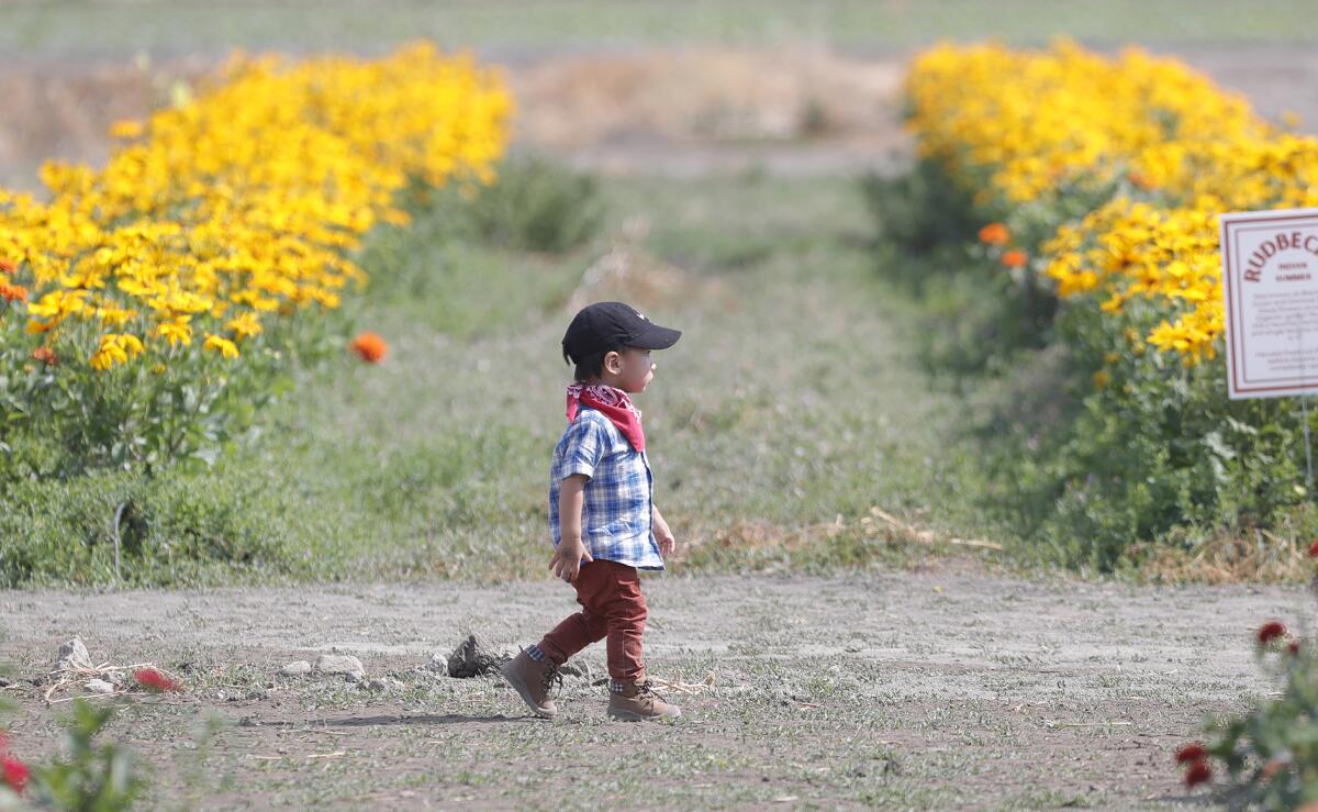 A youngster walks past rows of "Black-eyed Susans" along on the Sakioka family fields in Costa Mesa. 