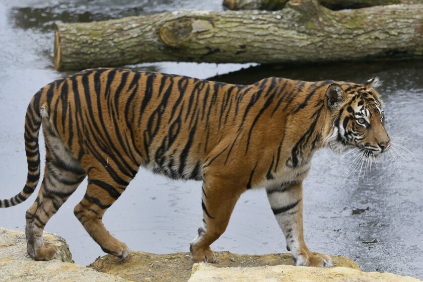 FILE - In this Wednesday, March 27, 2013 file photo, Melati a female Sumatran Tiger walks past her frozen pool, at London Zoo. London Zoo says one of its female Sumatran tigers has been killed by a potential mate while the two animals were being introduced. The zoo says 10-year-old Melati died Friday, Feb. 8, 2019 during her first encounter with Asim, a 7-year-old male. It says staff are âdevastated by the loss of Melati, and we are heartbroken by this turn of events.â (AP Photo/Kirsty Wigglesworth, file)