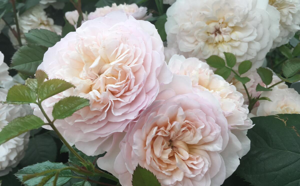 Pretty Polly® Pink - Star® Roses and Plants
