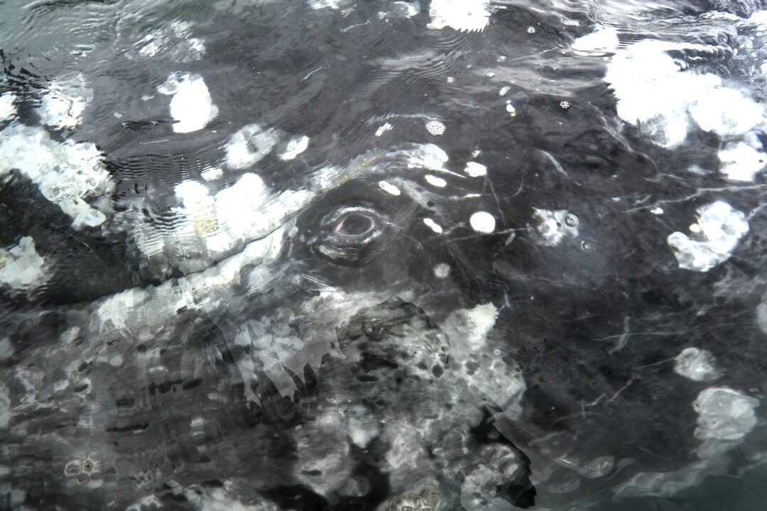 A gray whale surfaces with open eyes