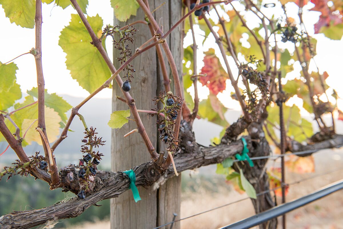 Grape vine at Navarro Vineyards