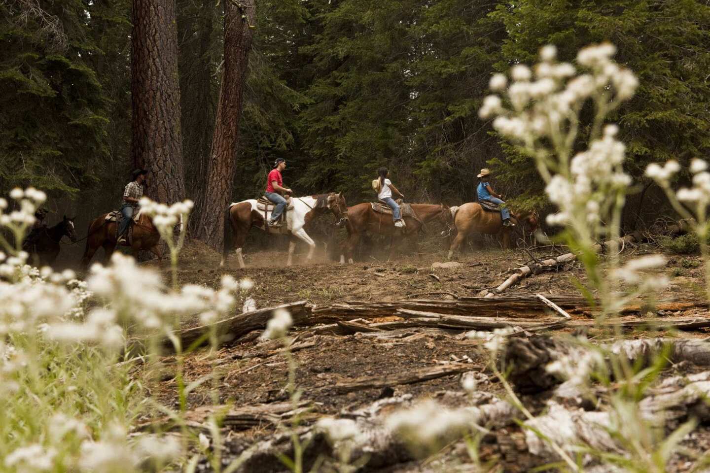 Rescue Horses