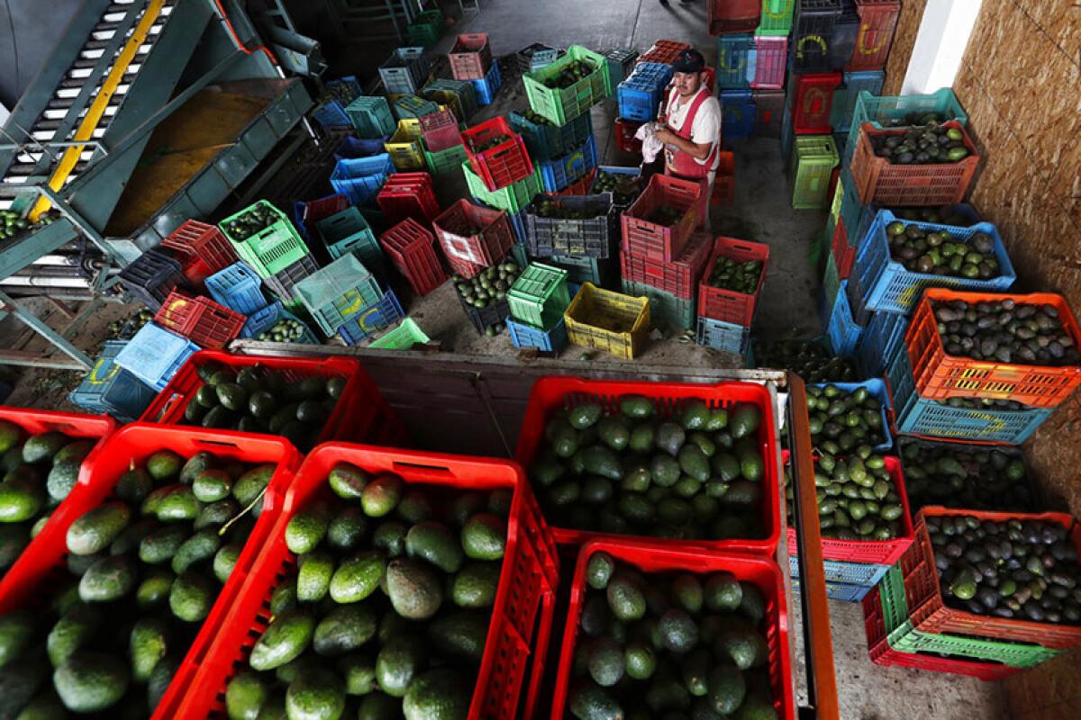 A worker fills crates with avocados at a packing warehouse in Ziracuaretiro, Michoacan.