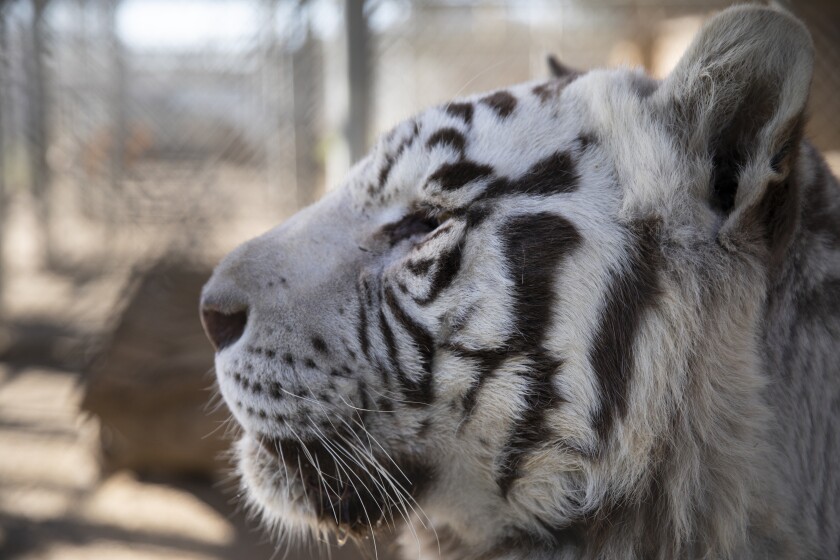 Hank, a 19-year-old white tiger, enjoys the sun at Lions, Tigers & Bears big cat and exotic animal rescue near Alpine.