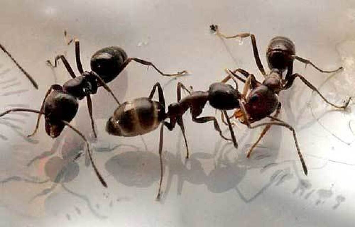 Extreme closeup of several combative Argentine ants in the UC Irvine lab of Dr. Neil Durie Tsutsui and Dr. Miriam Brandt.