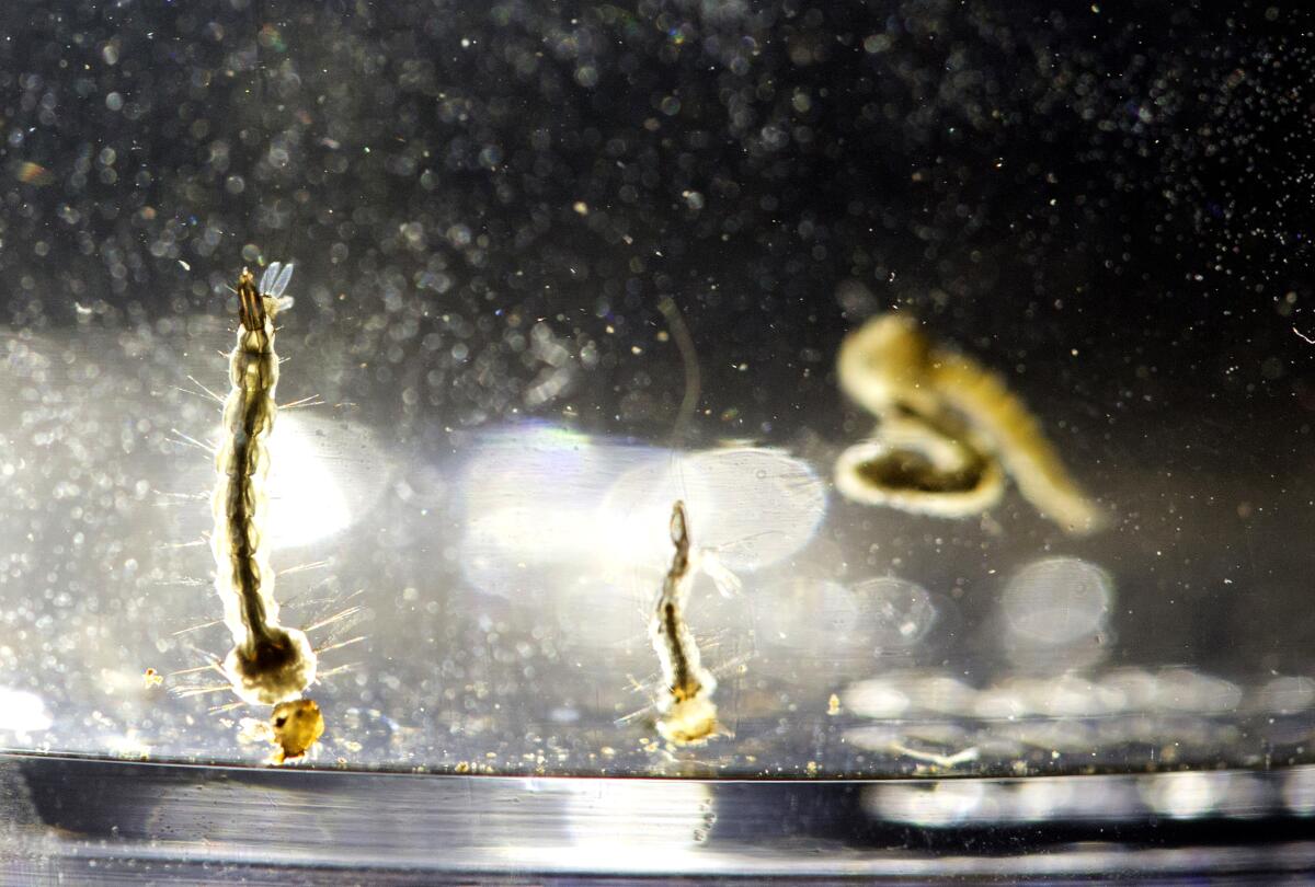 Aedes Aegypti mosquito larvae swim in a container displayed at the Florida Mosquito Control District Office, Wednesday, Aug. 24, 2016, in Marathon, Fla. Pending a November referendum vote, mosquito control officials are prepared to release up to three million mosquitoes produced by the British company Oxitec over the next three to six months. (AP Photo/Wilfredo Lee)