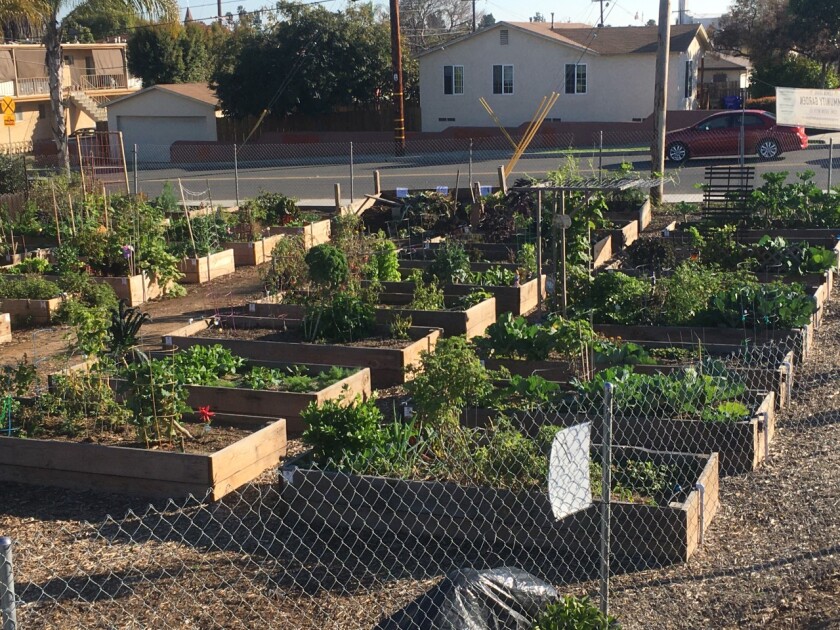 Learning Social Connections Grow In Community Gardens The San