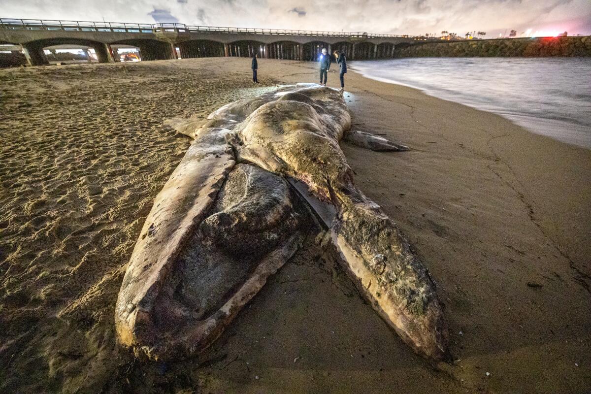 The Peterson family view the carcass of a gray whale found in the Bolsa Chica State Beach