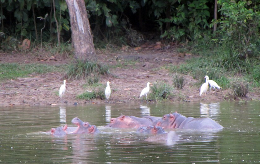 Descendants of cocaine kingpin Pablo Escobar's pod of hippos inhabit Colombia's Magdalena River.