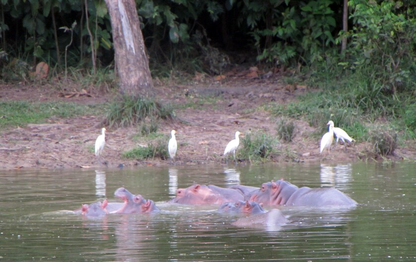 Magdalena River