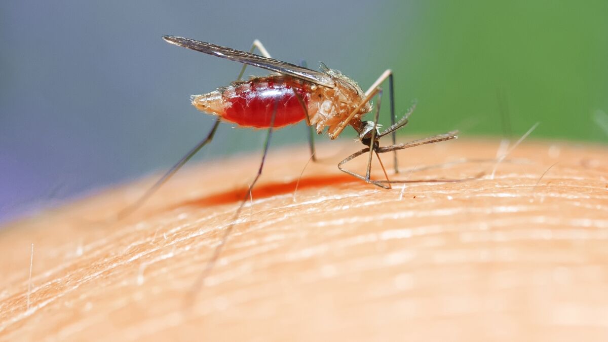 All The News That's Fit: Mosquito preferences, pandemic work absences and  the benefits of a runny nose - The San Diego Union-Tribune
