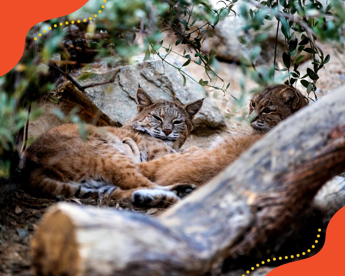 Bobcats lying alongside rocks.