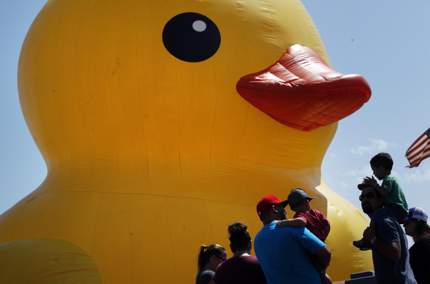 Giant rubber duck