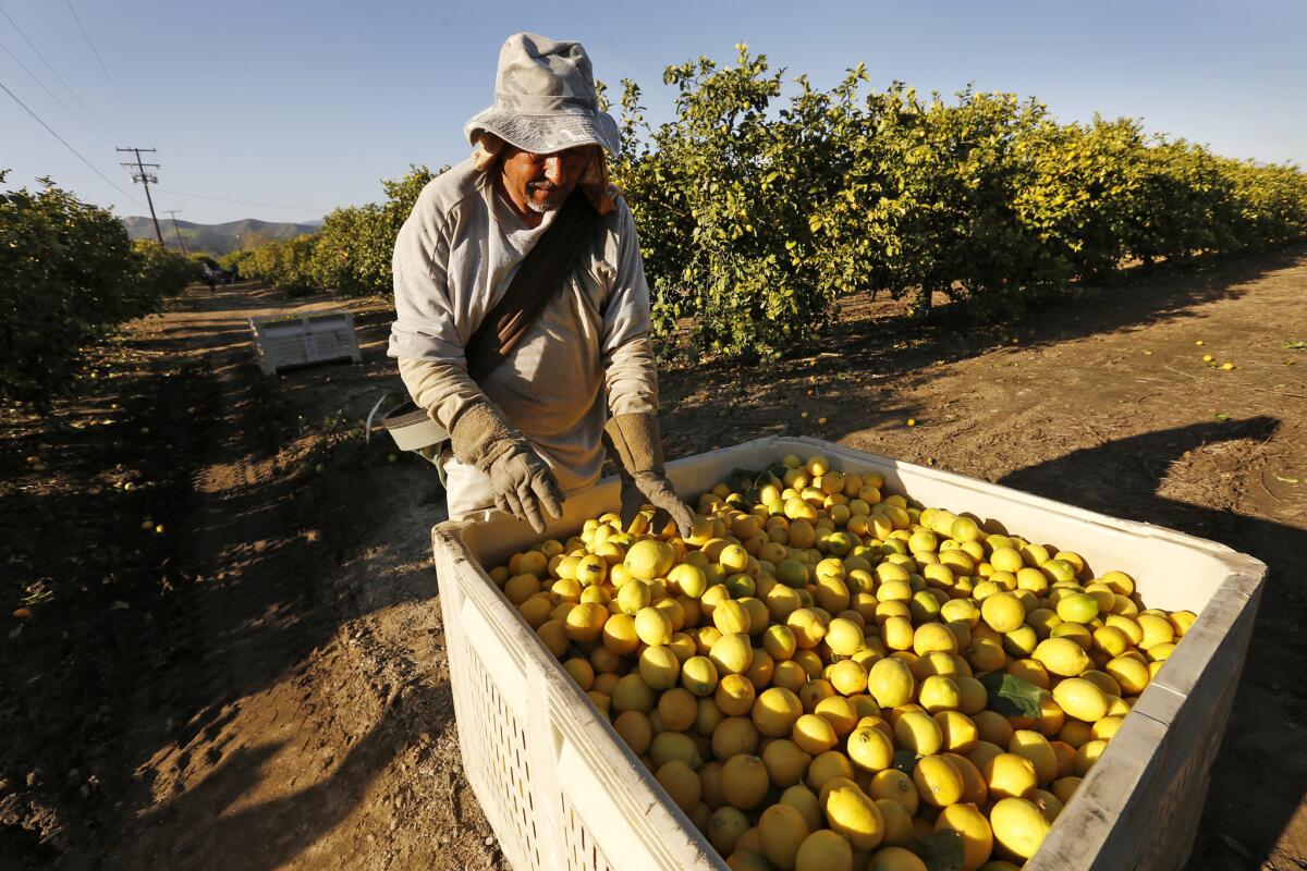 Javier Herrera picks lemons in the orchards of Santa Paula.