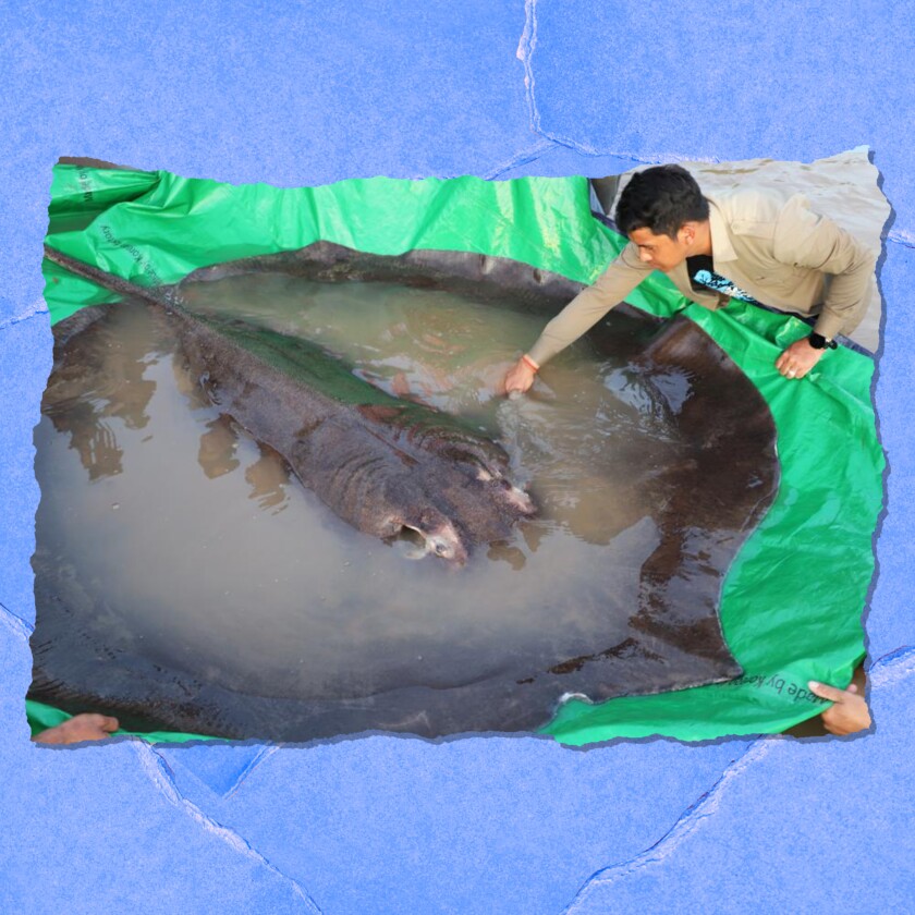 A man leans into a shallow pool to touch a huge fish.