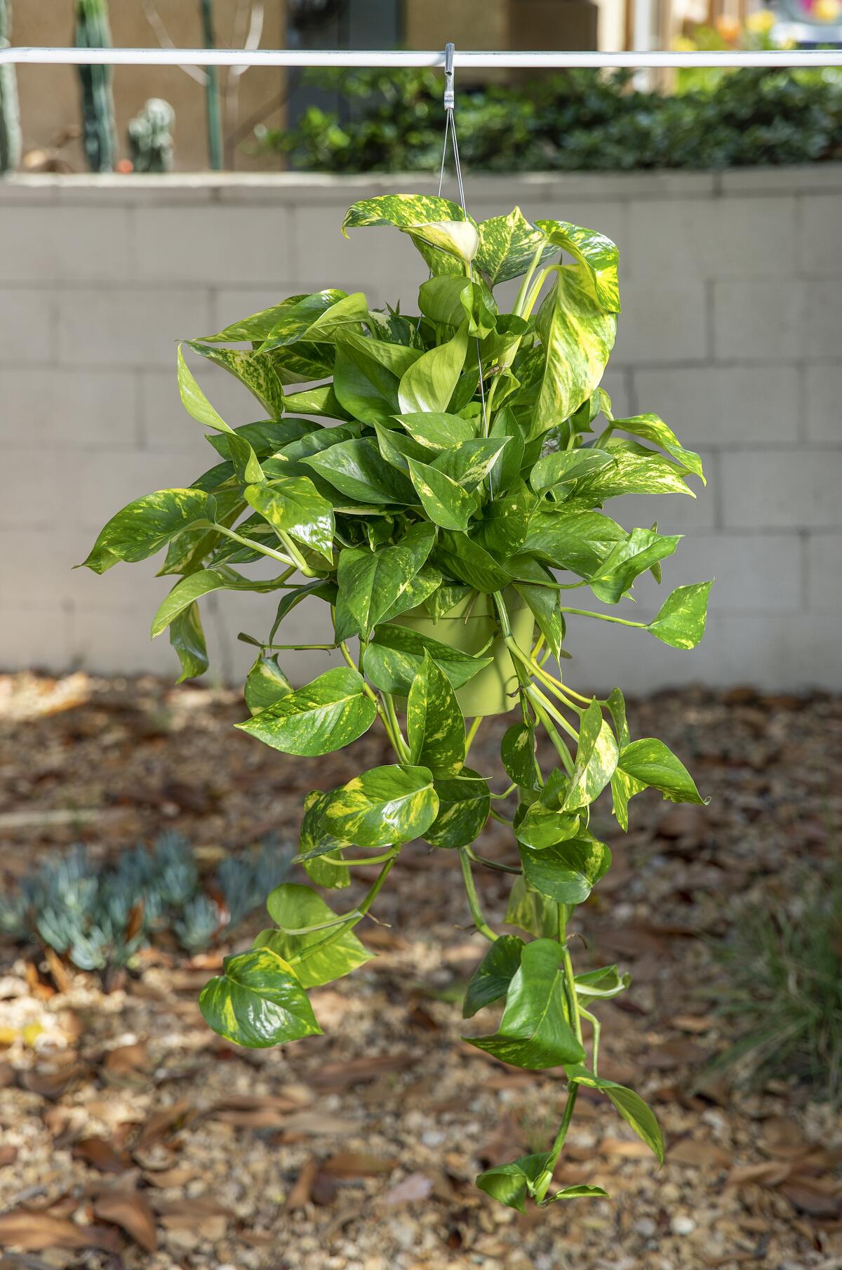 A hanging pothos plant