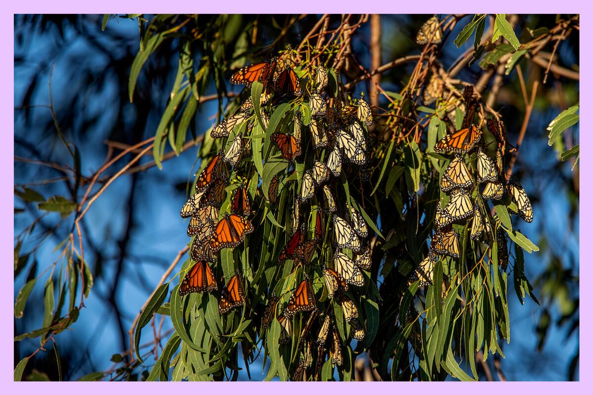 Tree branches covered with monarch butterflies