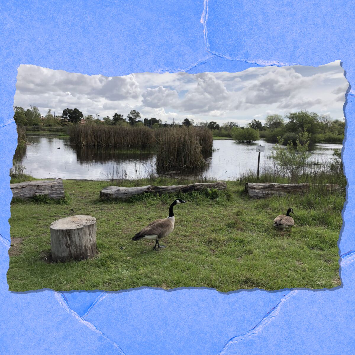 A couple of geese on the grassy shore of a lake that is surrounded by trees.