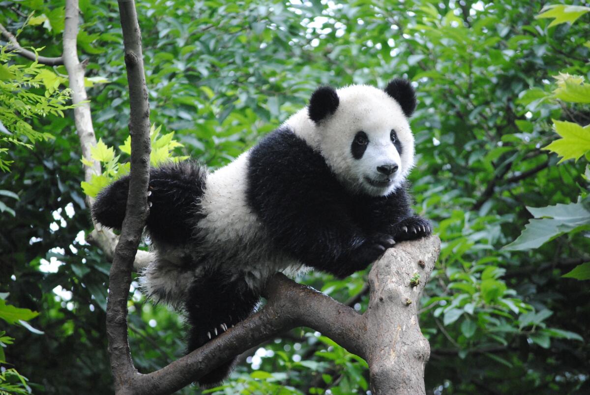 Panda playing high atop a tree at the Chengdu Panda Research Base. Visiting the preserve is the kind of vacation that requires more time than most American workers are willing to take off.