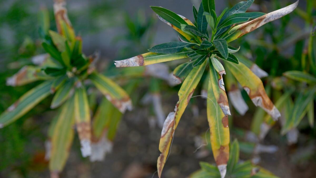 Oleanders in South Pasadena show symptoms of leaf scorch, a bacterial disease transmitted by an insect called the glass-winged sharpshooter.