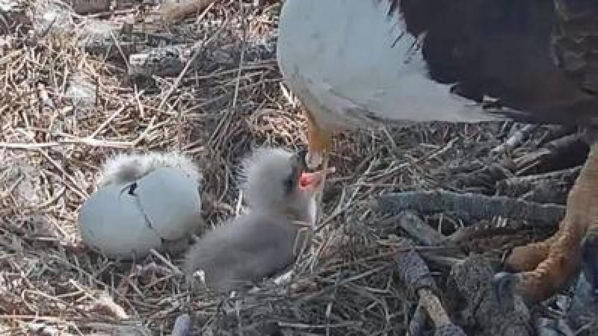 Cautiva el nacimiento de polluelos de águila calva en Big Bear - Los  Angeles Times