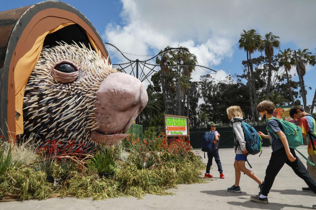  Young visitors check out Percy the Porcupine on exhibit at the San Diego Zoo on Friday, April 22, 2022 in San Diego. 