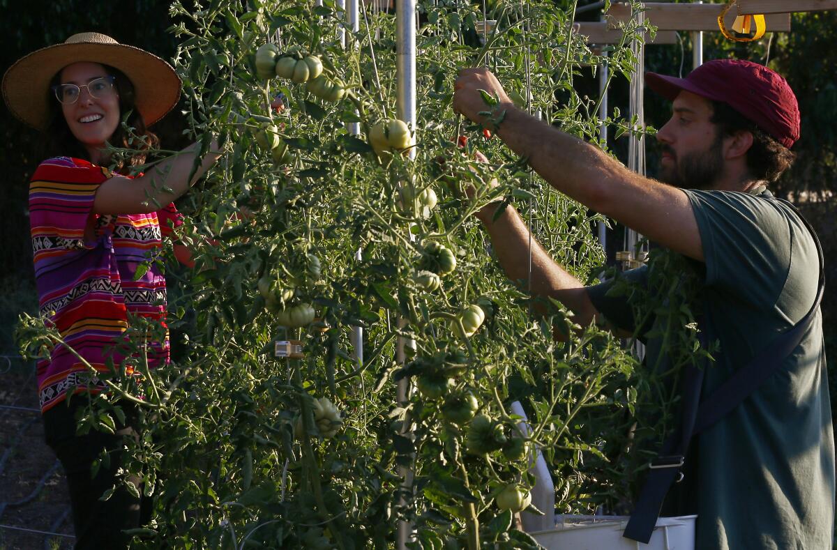 Eric Tomassini and his wife, Ali Greer, adjust the tomato trellis lines on their Avenue 33 Farm on a hill behind their home in Lincoln Heights.