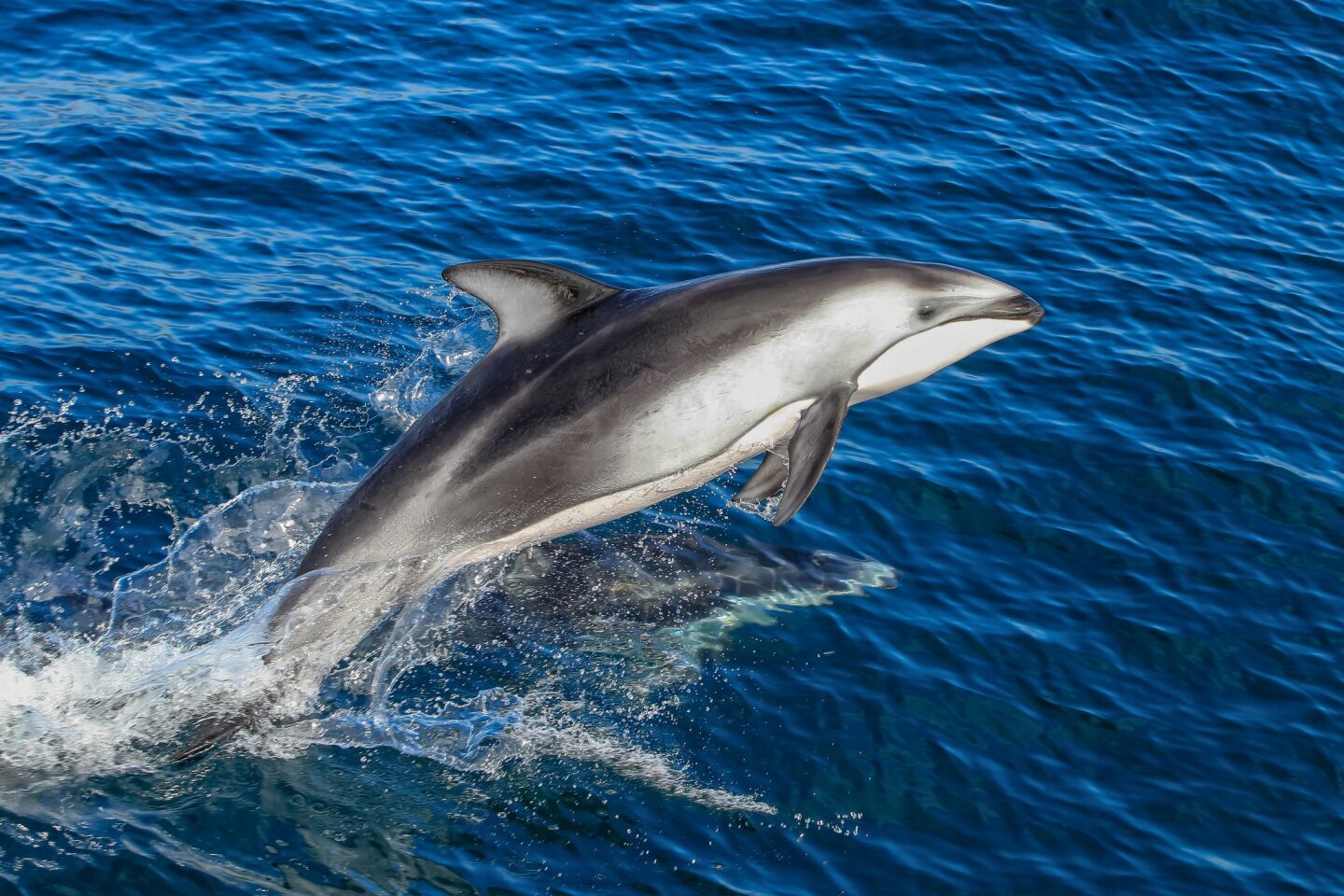 A Pacific white-sided dolphin jumps.
