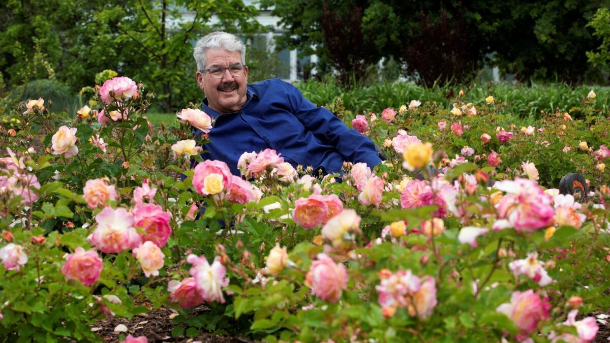 Jeanette Marantos was reading a gardening blog when she came across an entry about "Huntington's 100th," the special rose named for the Huntington's centennial year. Tom Caruth, above, is the rose garden curator there. He bred the rose while working at Weeks Roses in Pomona.