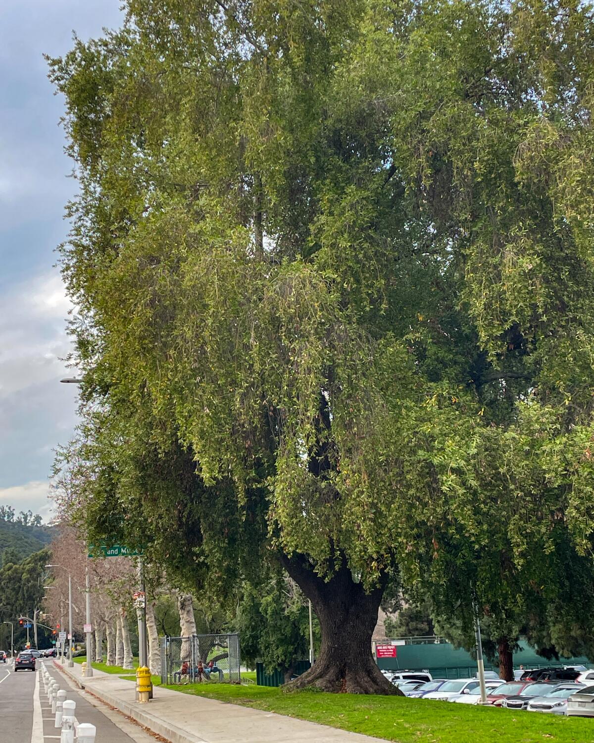 A large tree nest to tennis court in a park.