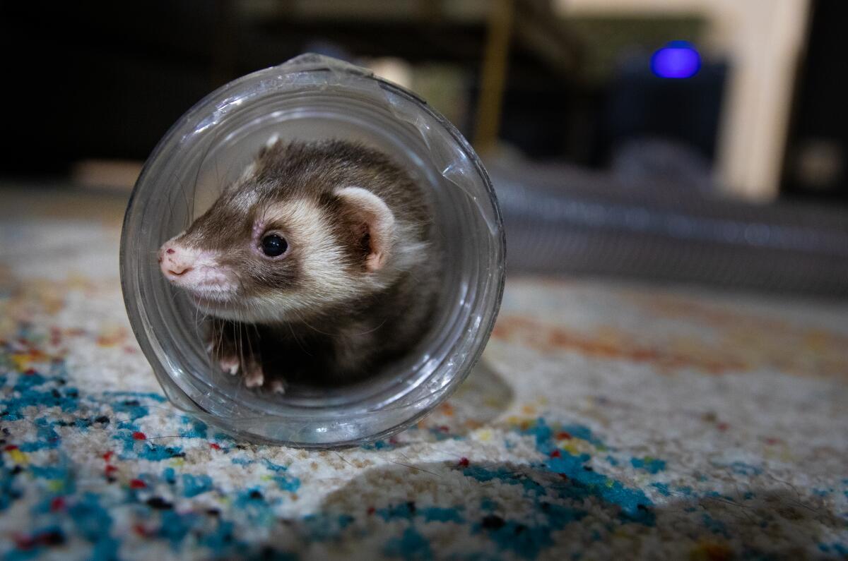 A ferret nestled in a tube on a carpet