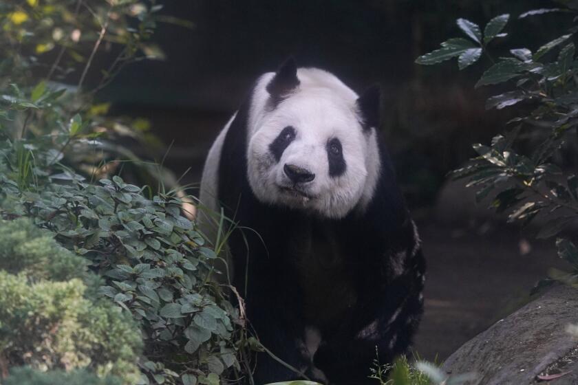 Xin Xin, the last giant panda in Latin America, looks out from her enclosure at the Chapultepec Zoo, in Mexico City, Friday, Nov. 11, 2022. At age 32, Xin Xin is among the oldest captive giant pandas ever. (AP Photo/Fernando Llano)