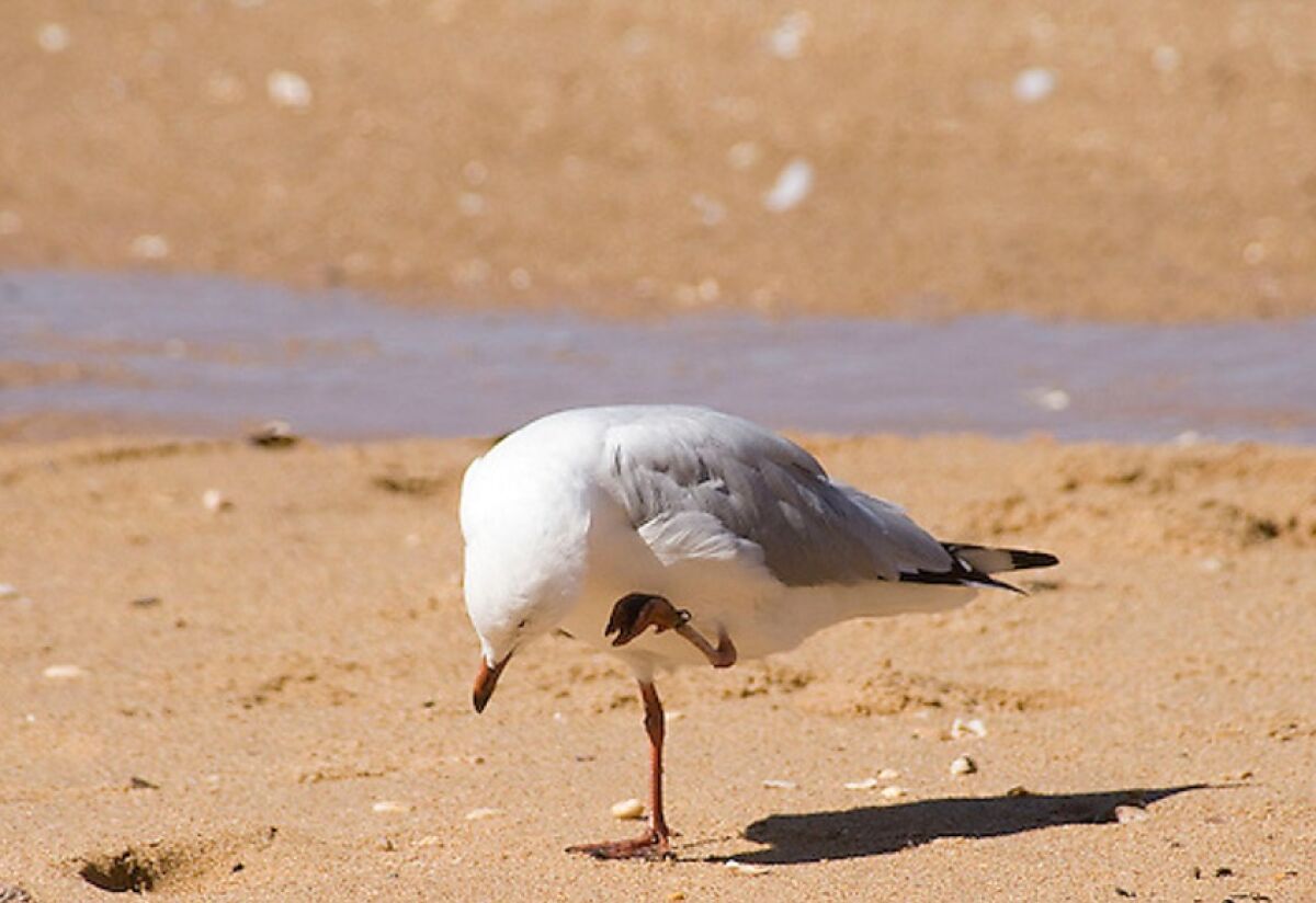 Fishing wire is wrapped around a seagull's leg.