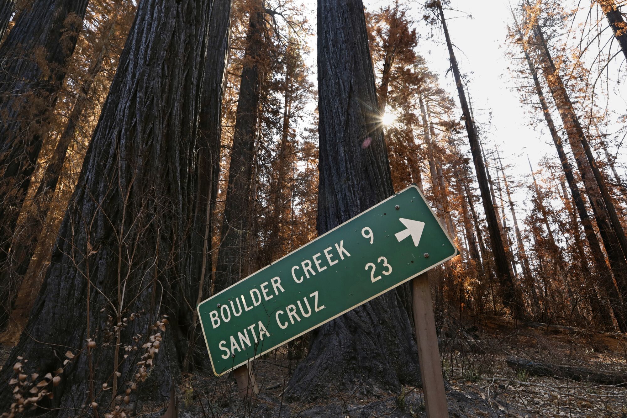 A road sign hangs at a slant amid redwoods.