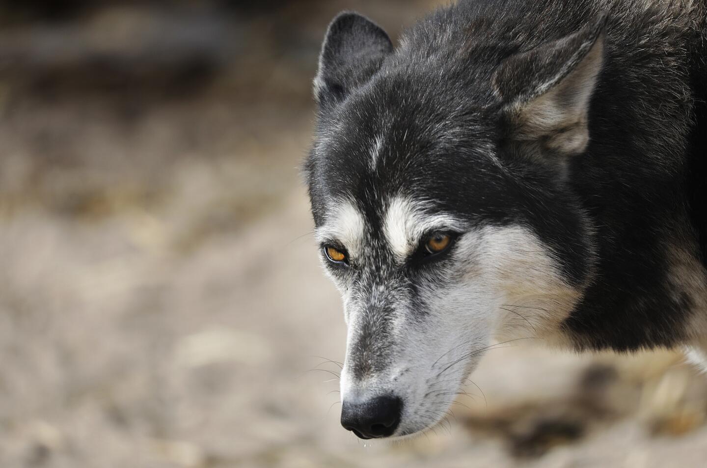 Walking with wolves in Palmdale